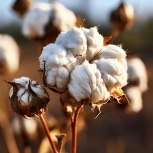 Cotton Seeds